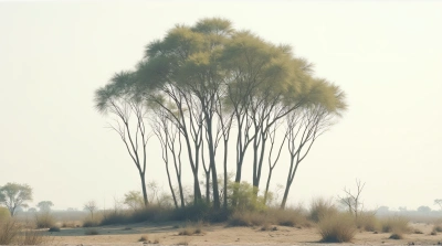 Tall Trees Clustered Under Pale Sky