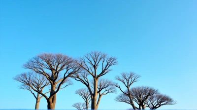 Tall Trees Reaching Skyward Under Clear Blue Sky