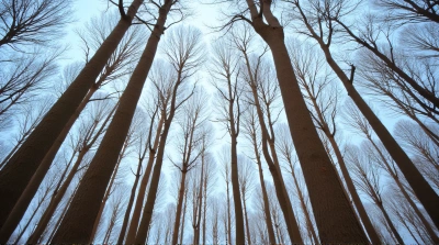 Tall Trees With Textured Bark Against Blue Sky