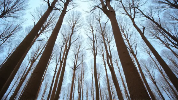Tall Trees With Textured Bark Against Blue Sky