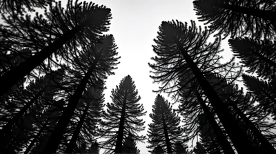 Tall Trees Under Monochrome Sky Vertical View