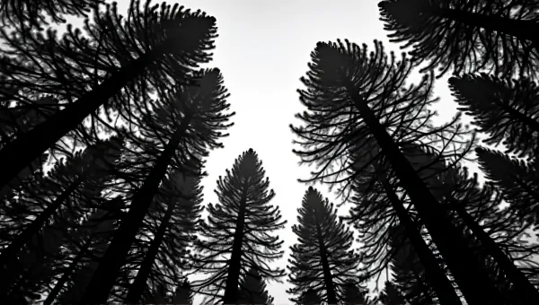 Tall Trees Under Monochrome Sky Vertical View