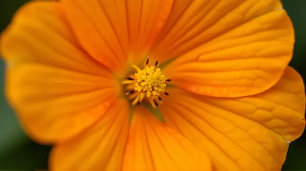 Tangerine Blossom Close-Up With Pollen Detail