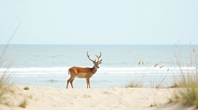 Tawny Deer Near Grainy Shoreline Under Clear Sky