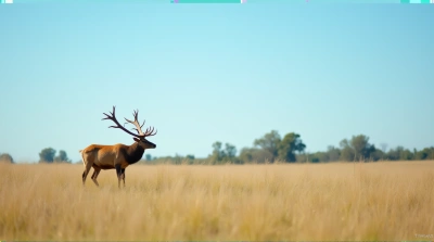 Tawny Stag Grazing In Meadow Landscape