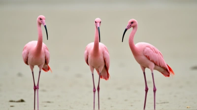 Three Pink Birds Triangular Formation Shore