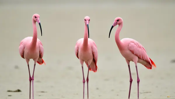 Three Pink Birds Triangular Formation Shore