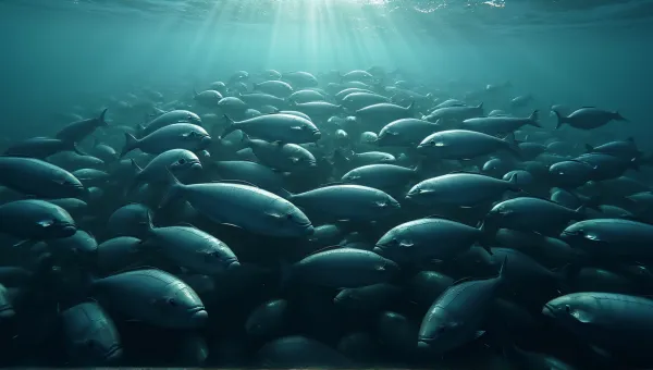 Tightly Clustered Slate-Colored Fish From Above