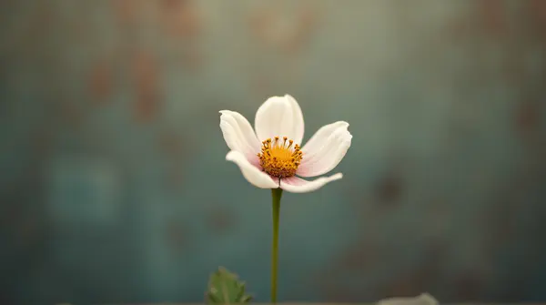 Single pale bloom sharply focused with tilt-shift lens creating miniature effect and blurred textured background