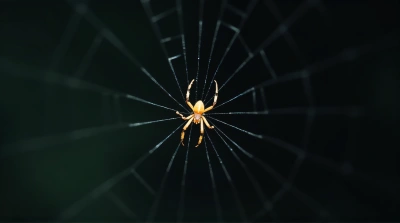 Tiny Arachnid On Delicate Silk Threads
