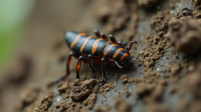 Tiny Arthropod Crawling On Rough Tree Bark