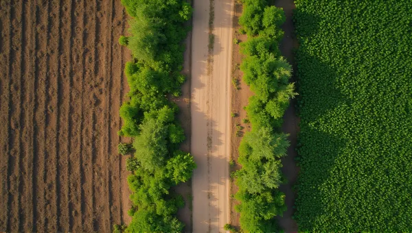 Top-Down Dirt Path Among Green Vegetation