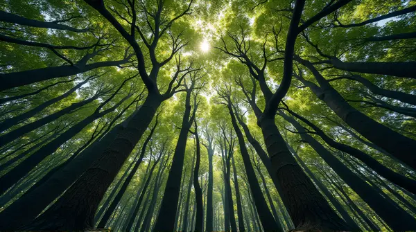 Aerial view showing tall tree trunks and leafy branches with natural patterns and shadows intertwined below.
