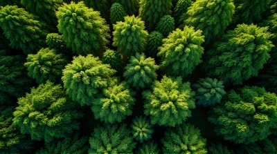 Top-Down View of Leafy Green Tree Crowns