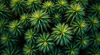 Top-Down View Of Lush Green Foliage