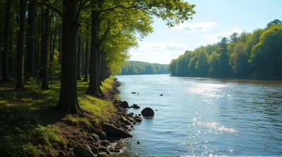 Towering Hardwood Trees Near Shimmering Riverbank