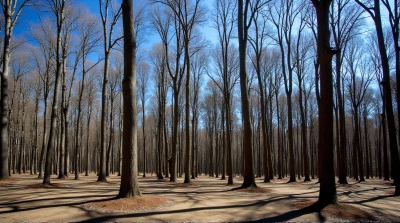 Towering Hardwood Trees Under Clear Blue Sky