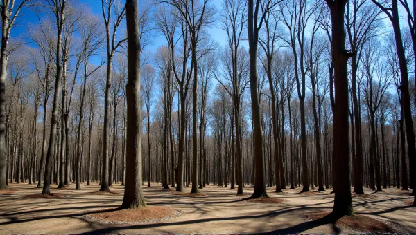 Towering Hardwood Trees Under Clear Blue Sky