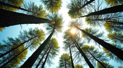 Towering Tree Trunks And Leafy Canopies Skyward View