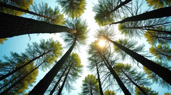 Low angle view of tall tree trunks and lush leafy canopies reaching towards bright sky