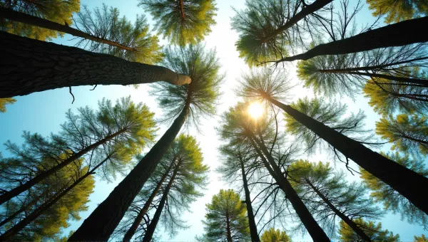 Towering Tree Trunks And Leafy Canopies Skyward View