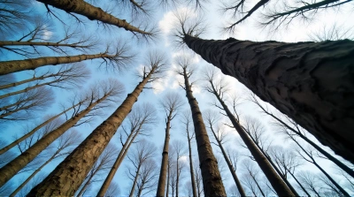 Towering Trees With Textured Bark And Cloudy Sky