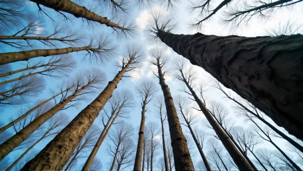 Towering Trees With Textured Bark And Cloudy Sky