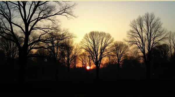 Dark tree outlines densely grouped on the horizon with detailed branches backlit by fading light.