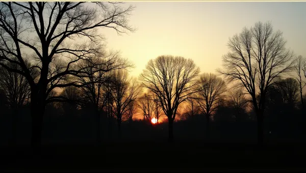 Tree Branch Patterns At Sunset Horizon