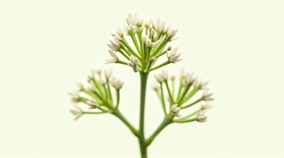 Trigonium Plant Close-Up With Three-Sided Stems