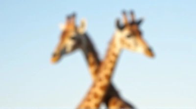 Two Giraffes with Crossing Necks Under Clear Sky