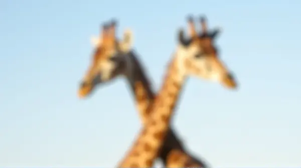 Two Giraffes with Crossing Necks Under Clear Sky