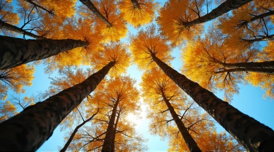Upward View of Sunlit Tree Branches