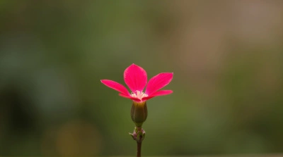 Vibrant Blossom On Slender Stem In Focus