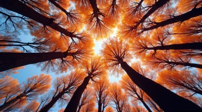 Vibrant Colorful Trees With Intricate Branches Skyward
