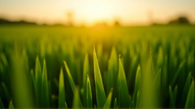Vibrant Emerald Grass Under Golden Light Horizon