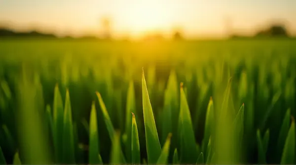 Vibrant Emerald Grass Under Golden Light Horizon