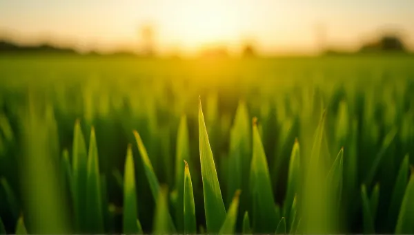 Vibrant Emerald Grass Under Golden Light Horizon