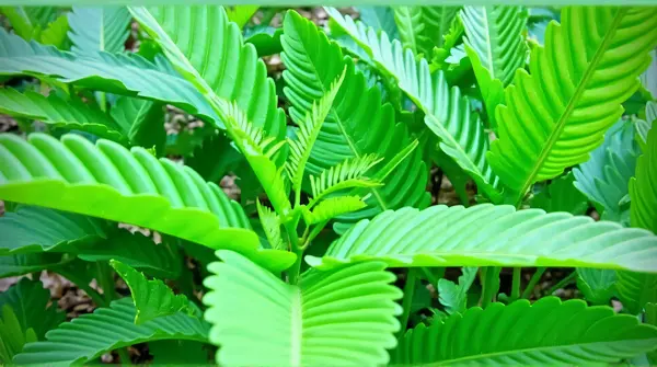 Overlapping elongated serrated emerald leaves creating a dynamic natural pattern.