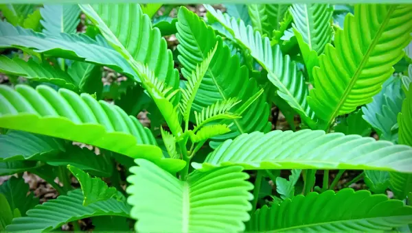 Vibrant Emerald Leaves Overlapping Pattern