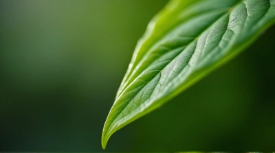Vibrant Foliage Blade Close-Up Texture Patterns