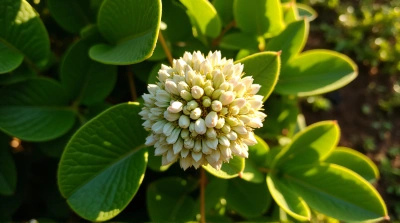 Vibrant Foliage And Pale Blossom Overhead View