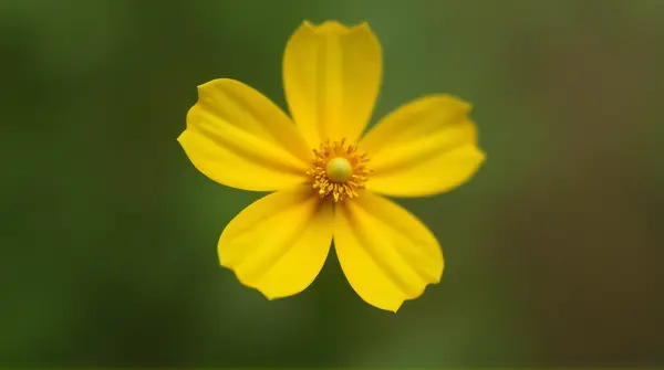 Macro shot of a vibrant golden-petaled bloom sharply focused against a blurred natural setting.