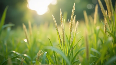 Vibrant Grassy Stalks With Soft Background Blur
