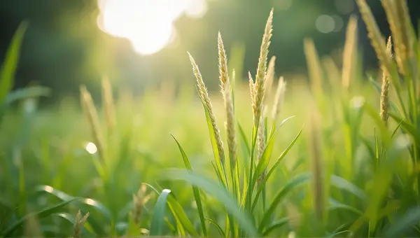 Vibrant Grassy Stalks With Soft Background Blur