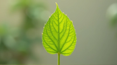 Vibrant Green Leaf With Natural Patterns In Daylight