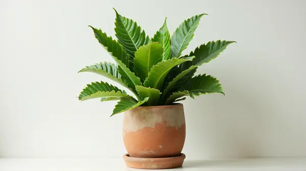 Vibrant Indoor Foliage In Rustic Earthenware Pot