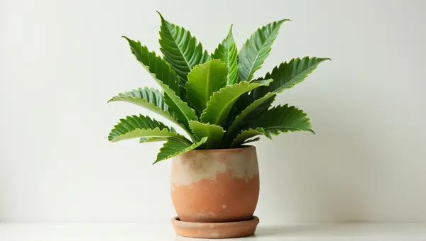 Vibrant Indoor Foliage In Rustic Earthenware Pot