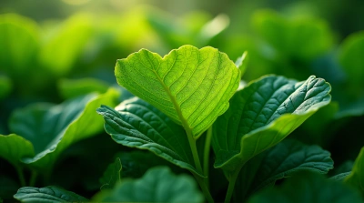 Vibrant Leaf Patterns In Soft Natural Light