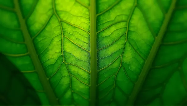 Vibrant Leaf Surface Showing Natural Structure